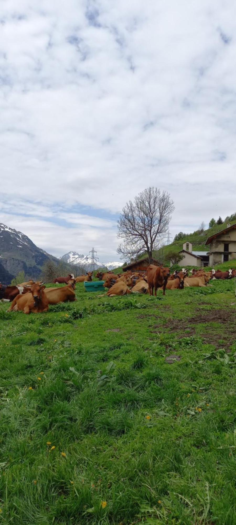 Ferienwohnung Les Campanules Bourg-Saint-Maurice Exterior foto